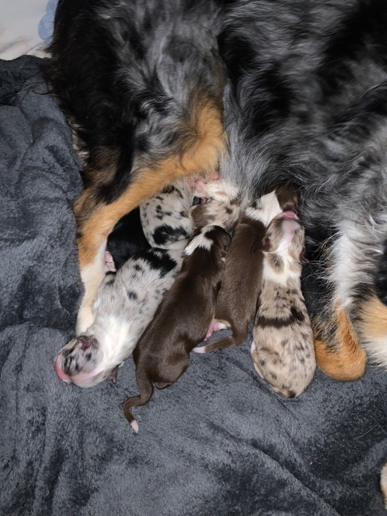 chiot Berger Australien L’Opalyne Des Pierres Précieuse