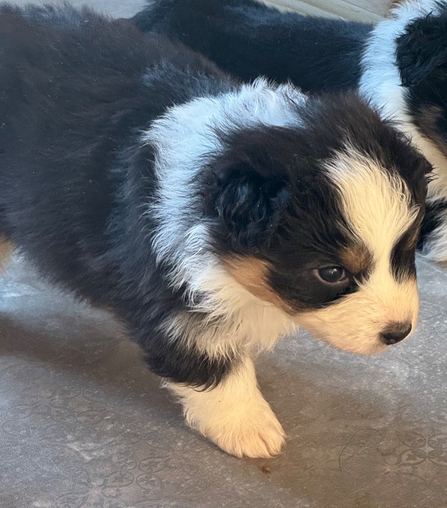 L’Opalyne Des Pierres Précieuse - Chiot disponible  - Berger Australien