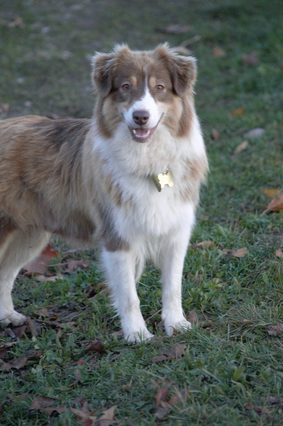 Cyka dit djiky elen vladkhins finwest