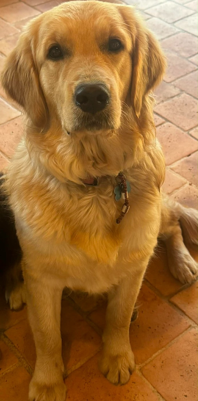 Amethyste Du Brionnais Doré