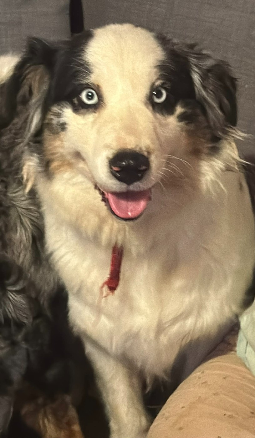 Texa De La Tombée De La Nuit