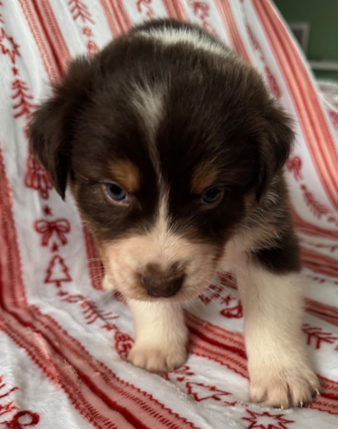 L’Opalyne Des Pierres Précieuses - Chiots disponibles - Berger Australien