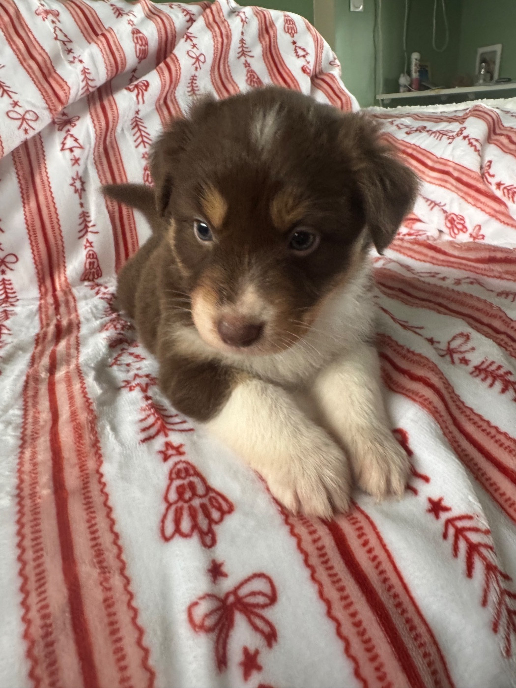 L’Opalyne Des Pierres Précieuses - Chiots disponibles - Berger Australien