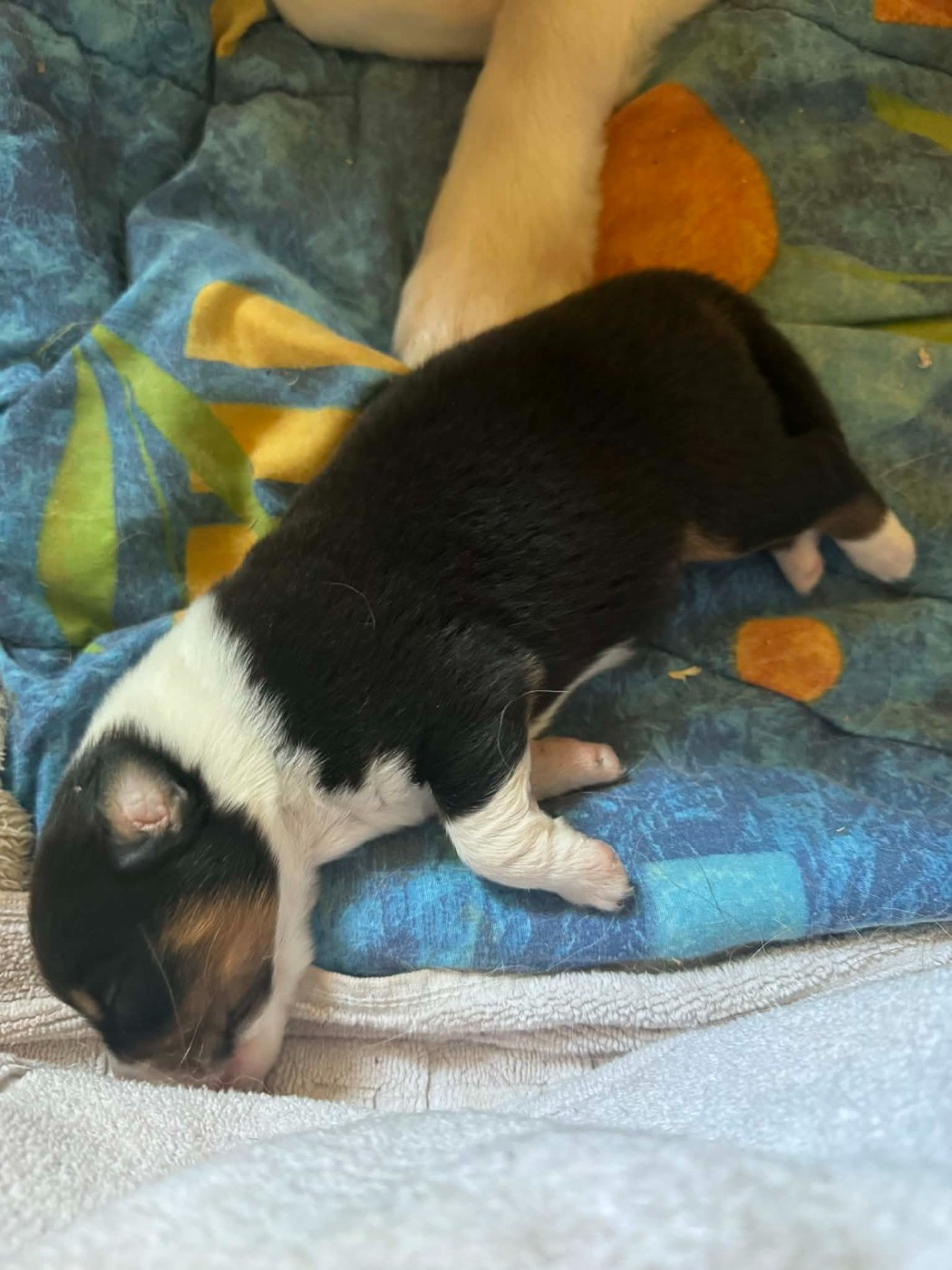 L’Opalyne Des Pierres Précieuses - Chiots disponibles - Berger Australien