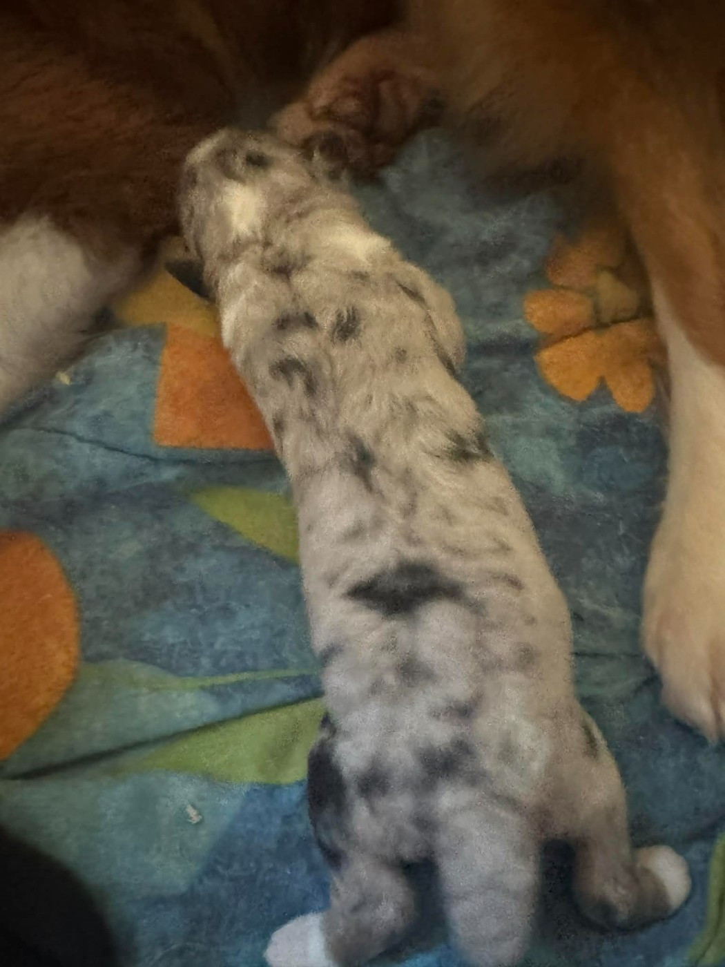 L’Opalyne Des Pierres Précieuses - Chiots disponibles - Berger Australien