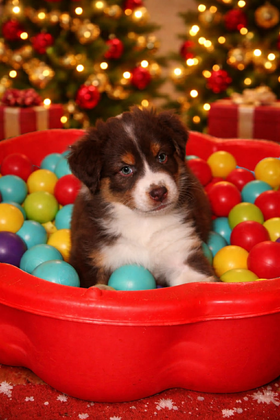 L’Opalyne Des Pierres Précieuses - Chiots disponibles - Berger Australien