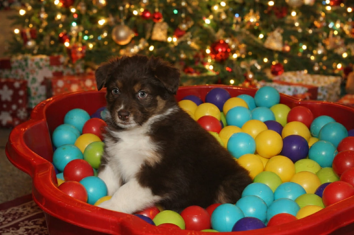 L’Opalyne Des Pierres Précieuses - Chiots disponibles - Berger Australien