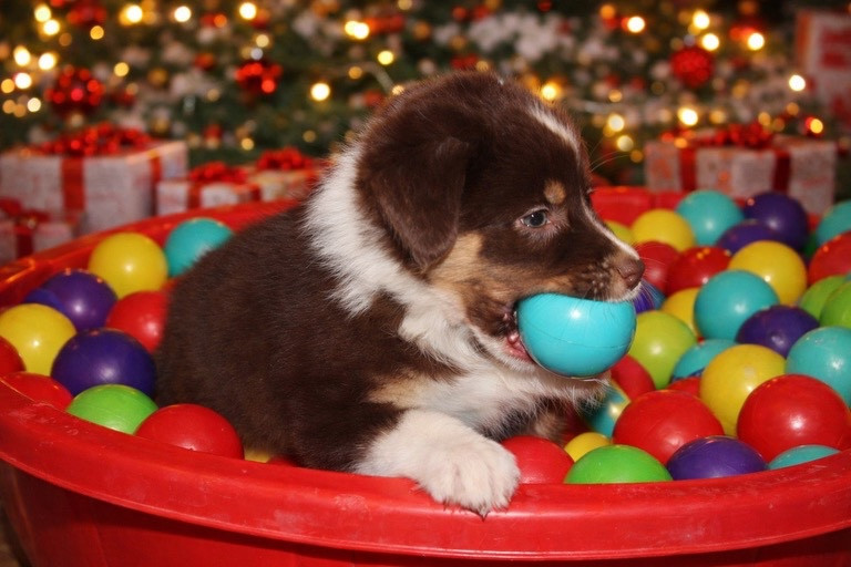 L’Opalyne Des Pierres Précieuses - Chiots disponibles - Berger Australien