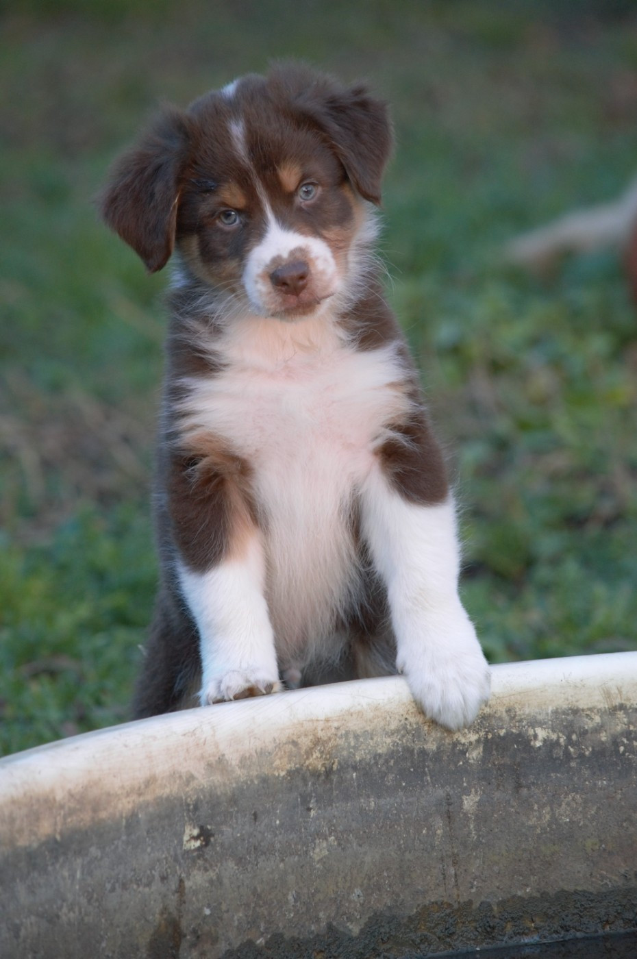 L’Opalyne Des Pierres Précieuses - Chiots disponibles - Berger Australien