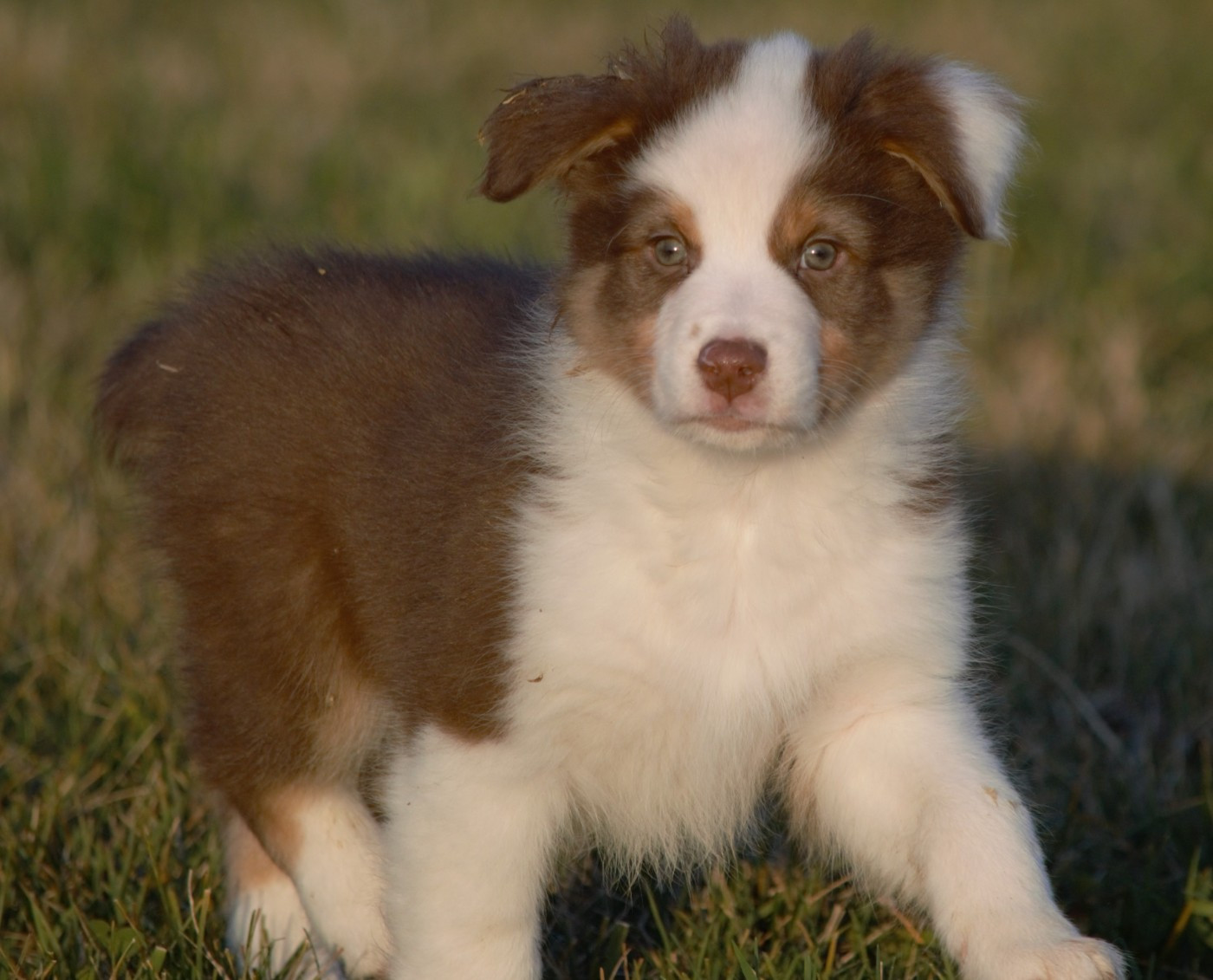 L’Opalyne Des Pierres Précieuses - Chiots disponibles - Berger Australien