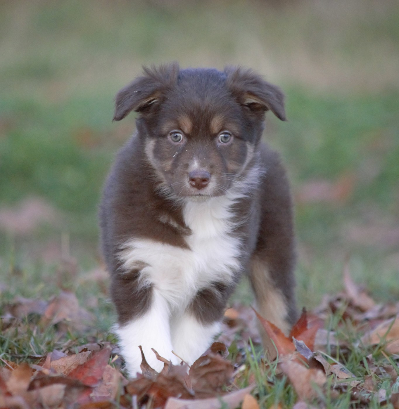 L’Opalyne Des Pierres Précieuses - Chiots disponibles - Berger Australien