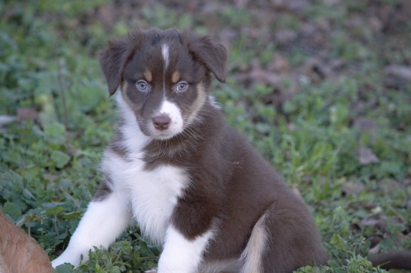 L’Opalyne Des Pierres Précieuses - Chiots disponibles - Berger Australien