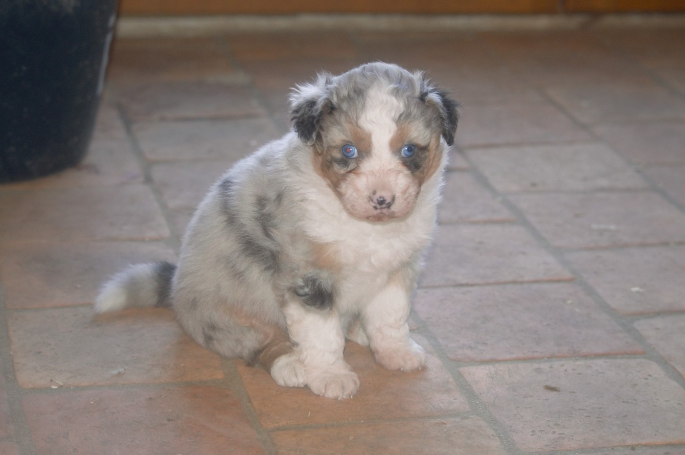 L’Opalyne Des Pierres Précieuses - Chiots disponibles - Berger Australien