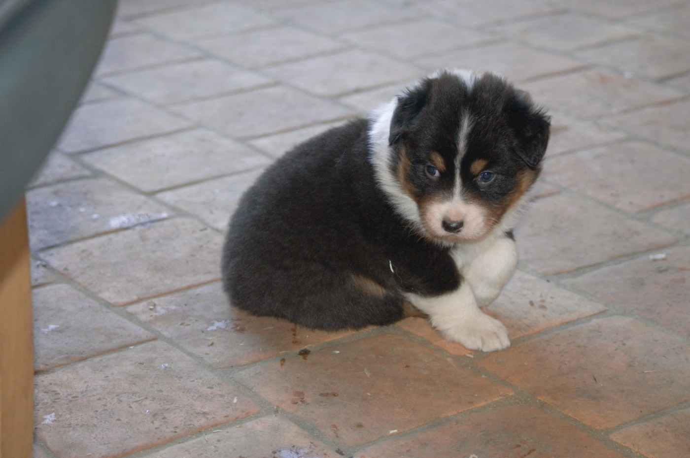 L’Opalyne Des Pierres Précieuses - Berger Australien - Portée née le 06/12/2025