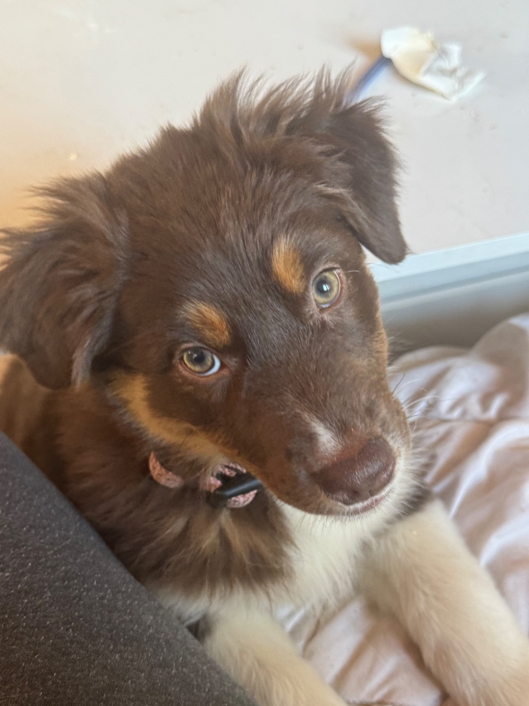 L’Opalyne Des Pierres Précieuses - Chiots disponibles - Berger Australien
