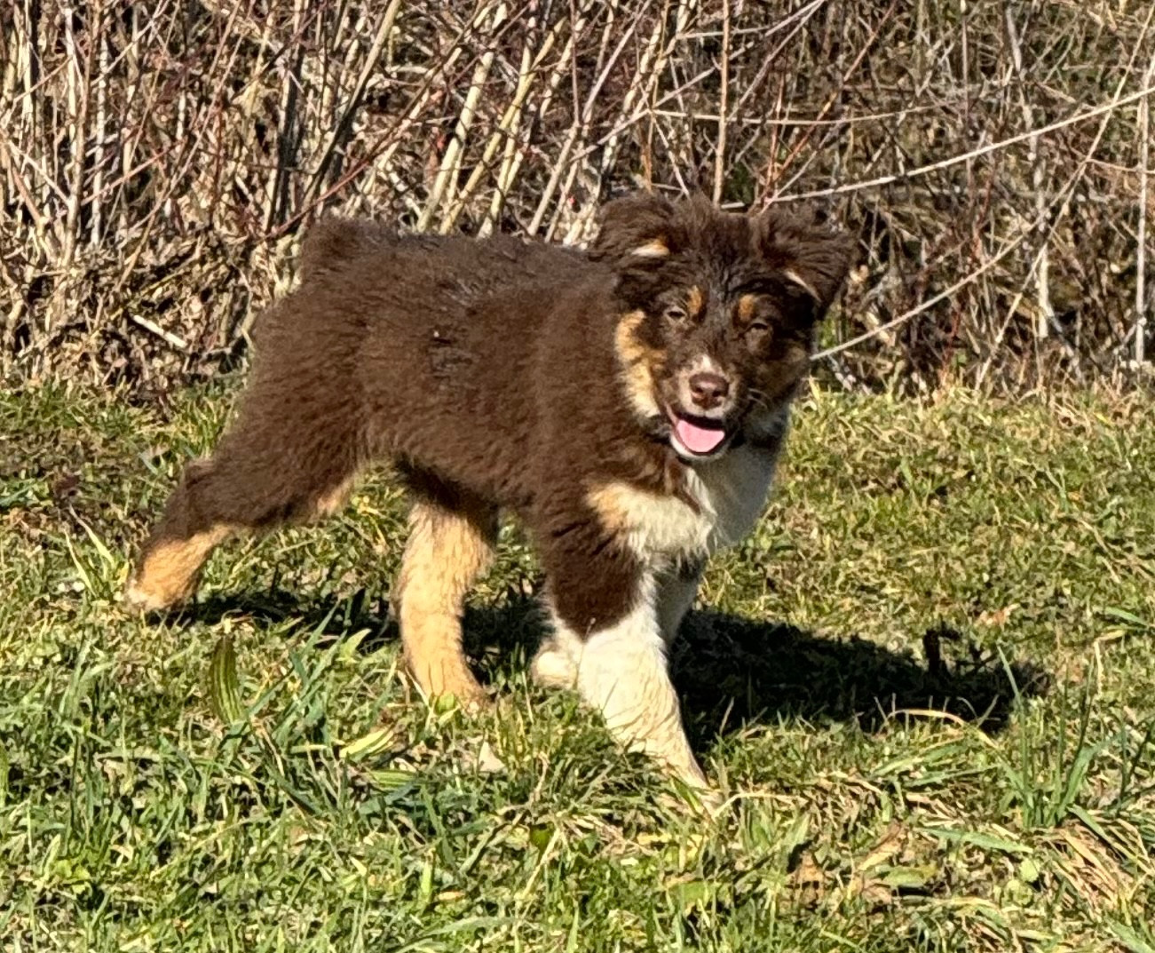 L’Opalyne Des Pierres Précieuses - Chiots disponibles - Berger Australien