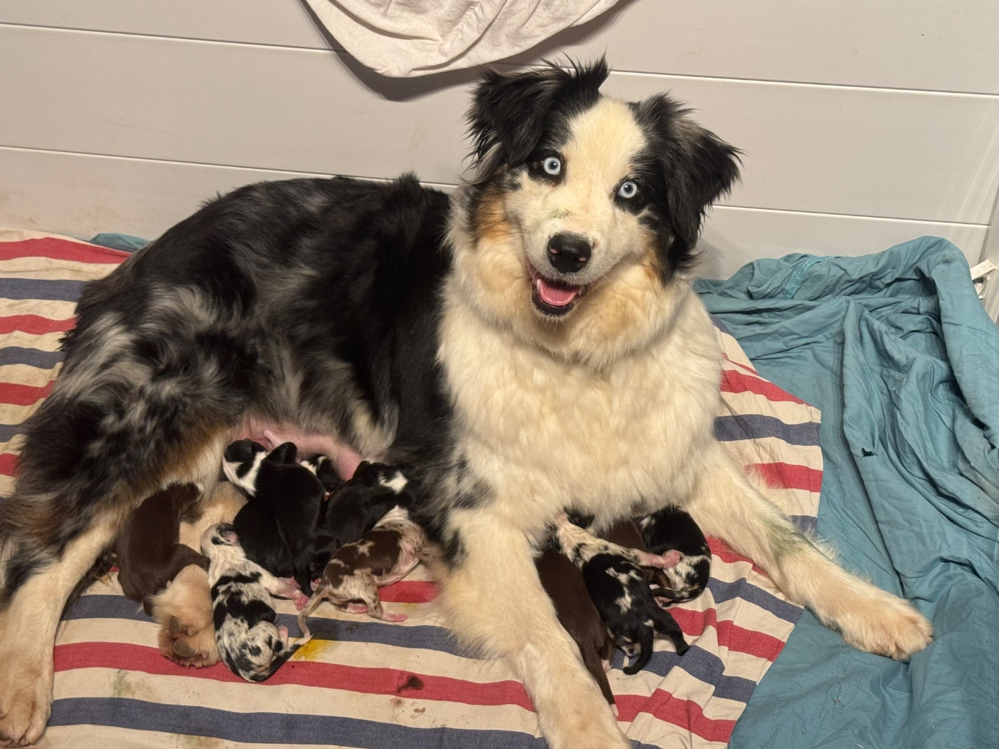 Chiot Berger Australien L’Opalyne Des Pierres Précieuses