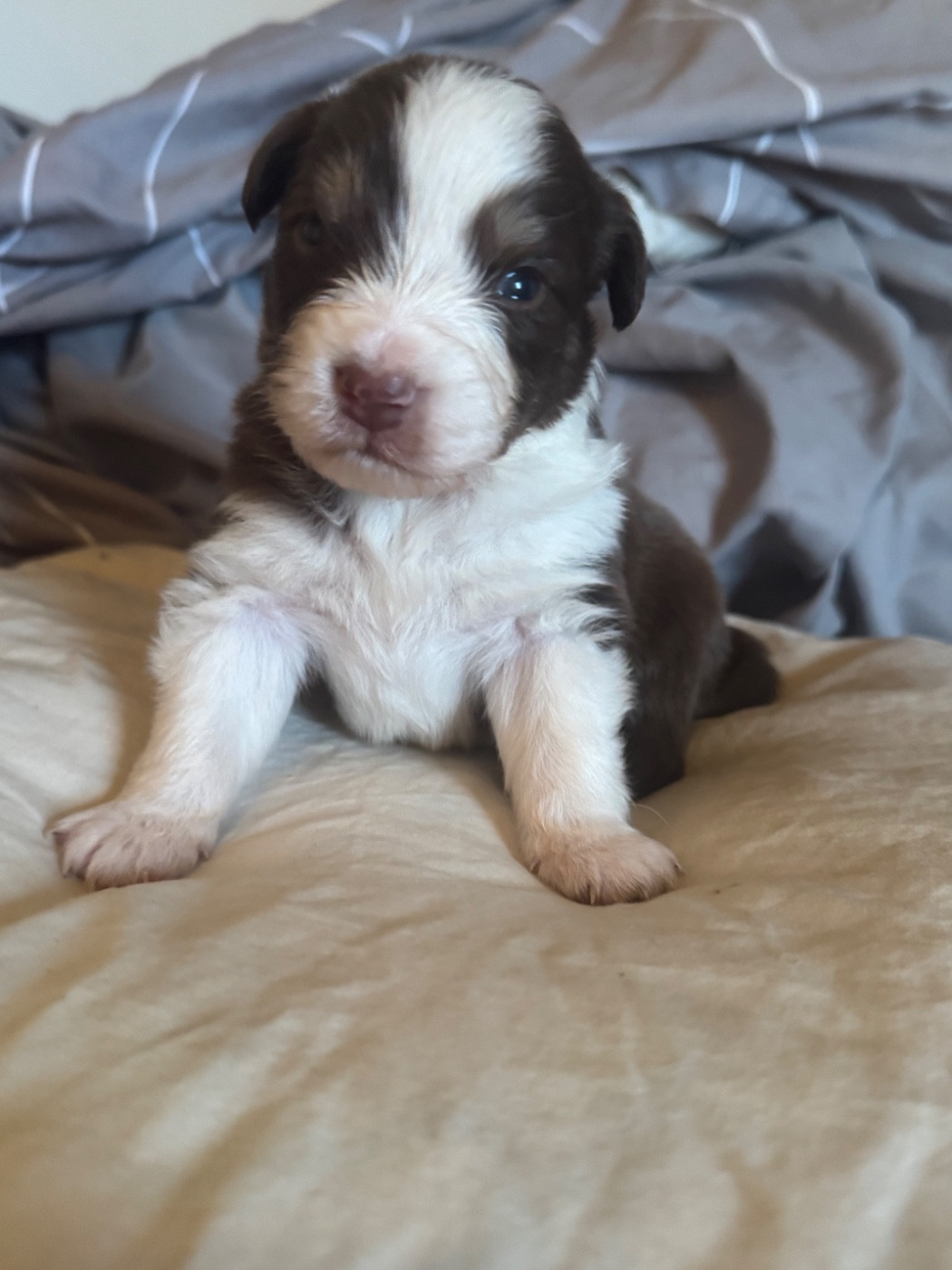 L’Opalyne Des Pierres Précieuses - Chiots disponibles - Berger Australien