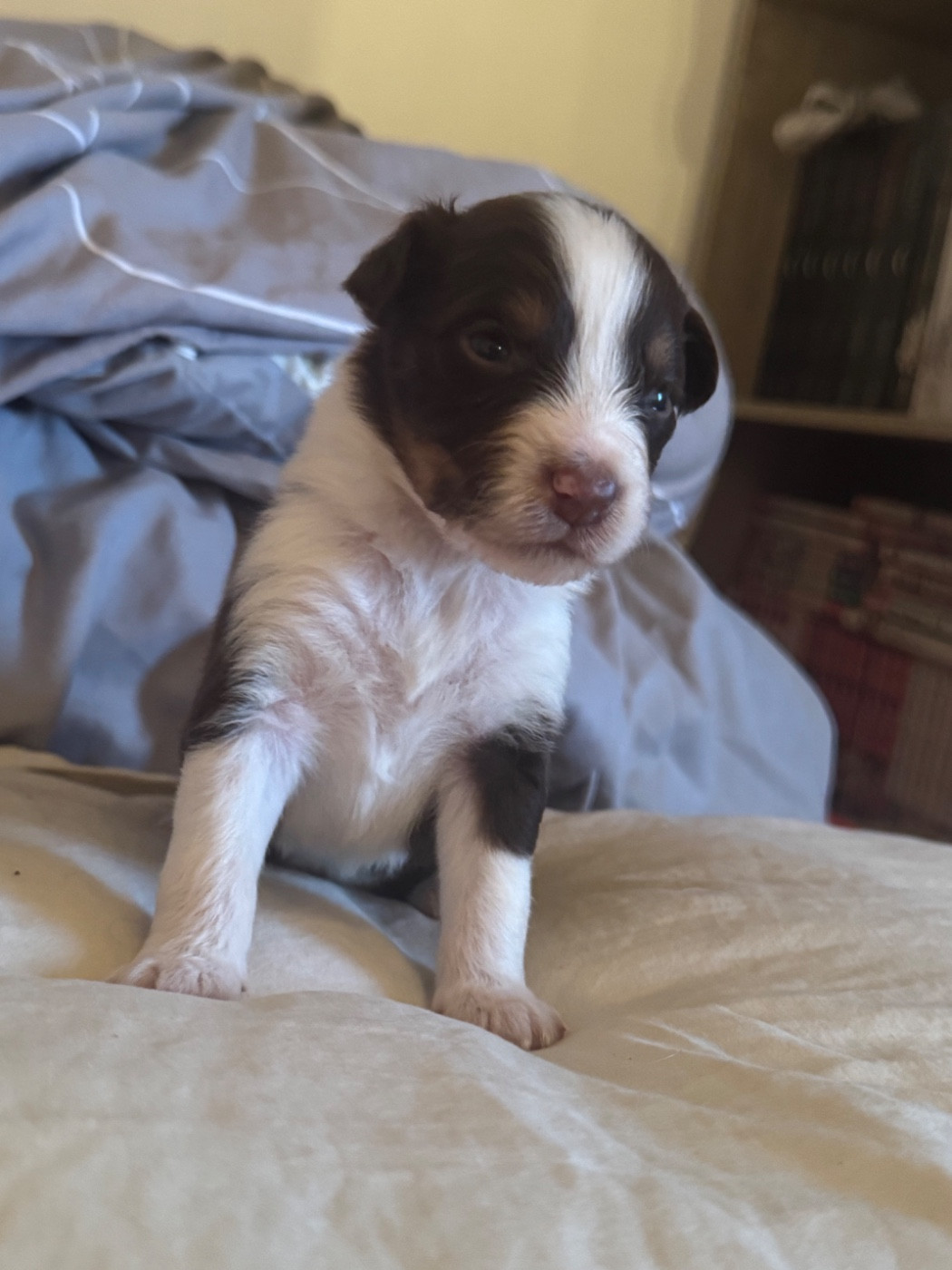 L’Opalyne Des Pierres Précieuses - Chiots disponibles - Berger Australien