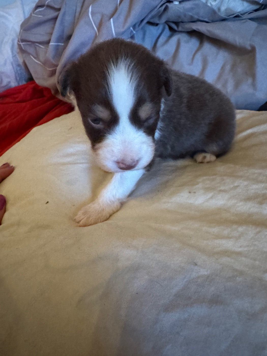 L’Opalyne Des Pierres Précieuses - Chiots disponibles - Berger Australien