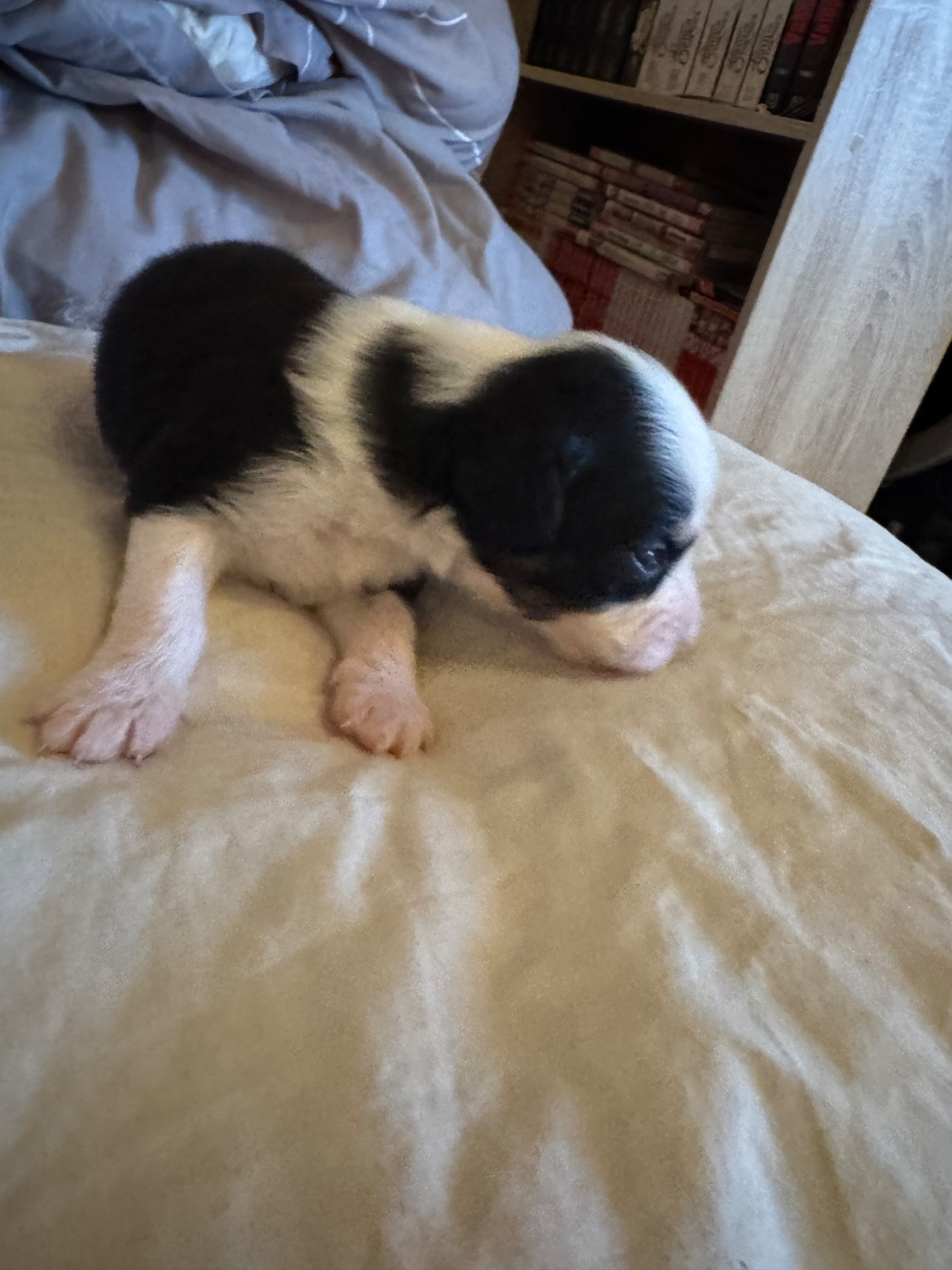 L’Opalyne Des Pierres Précieuses - Chiots disponibles - Berger Australien