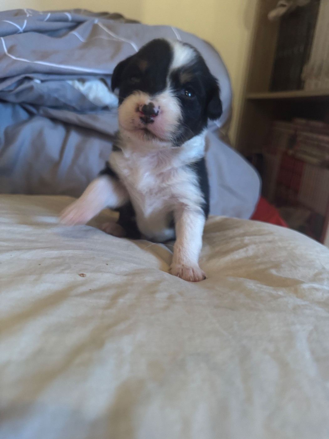 L’Opalyne Des Pierres Précieuses - Chiots disponibles - Berger Australien