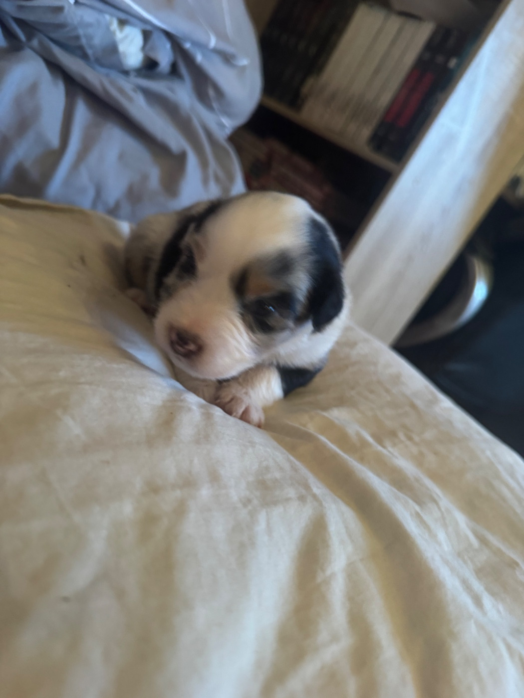 L’Opalyne Des Pierres Précieuses - Chiots disponibles - Berger Australien