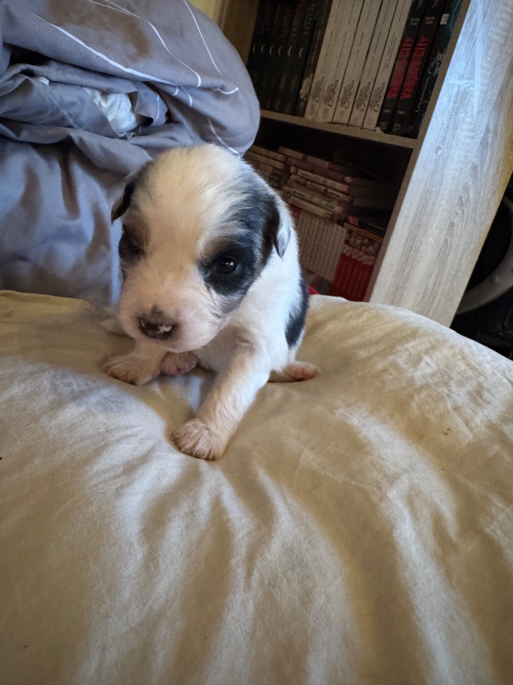 L’Opalyne Des Pierres Précieuses - Chiots disponibles - Berger Australien