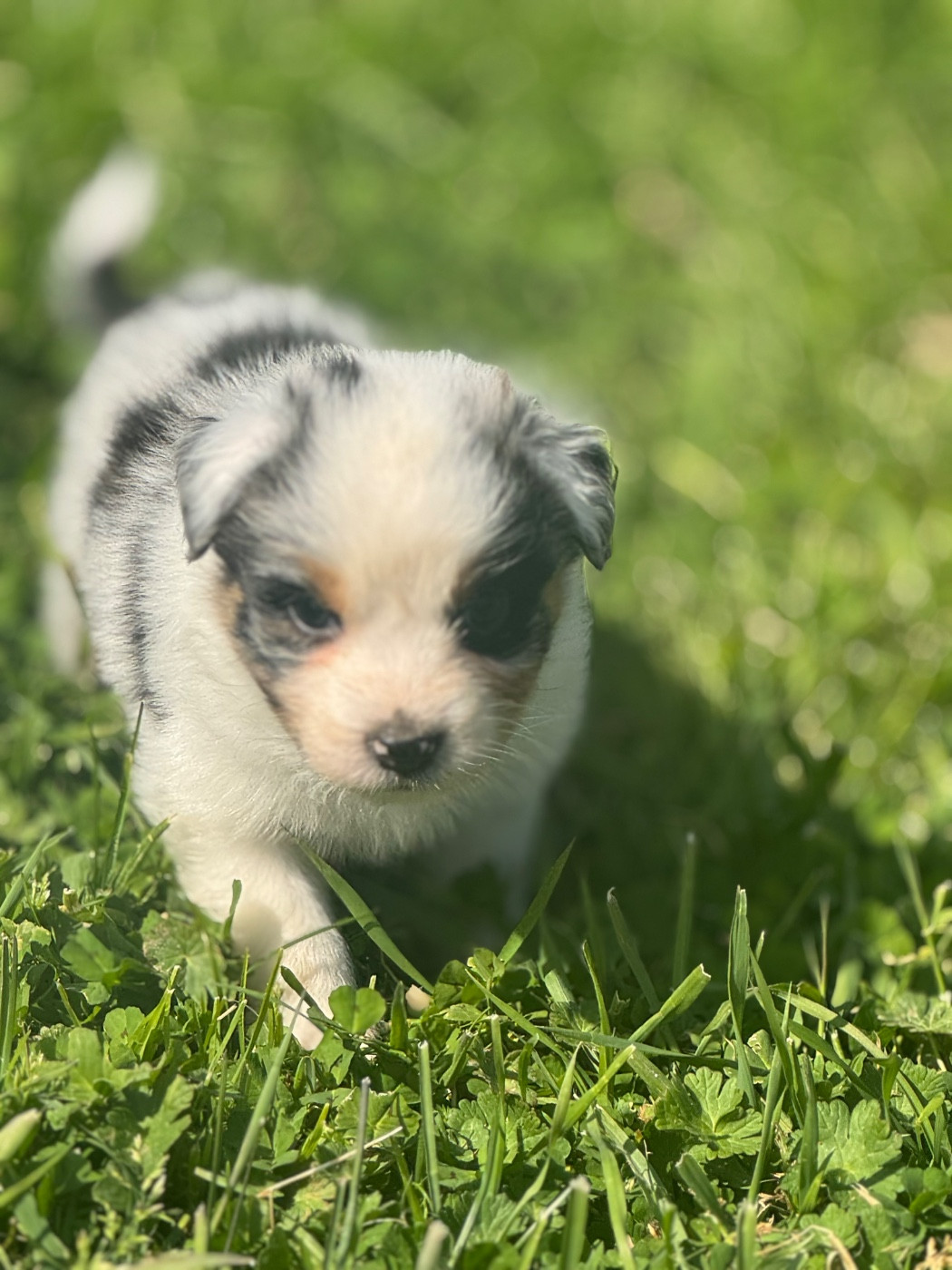 L’Opalyne Des Pierres Précieuses - Chiots disponibles - Berger Australien