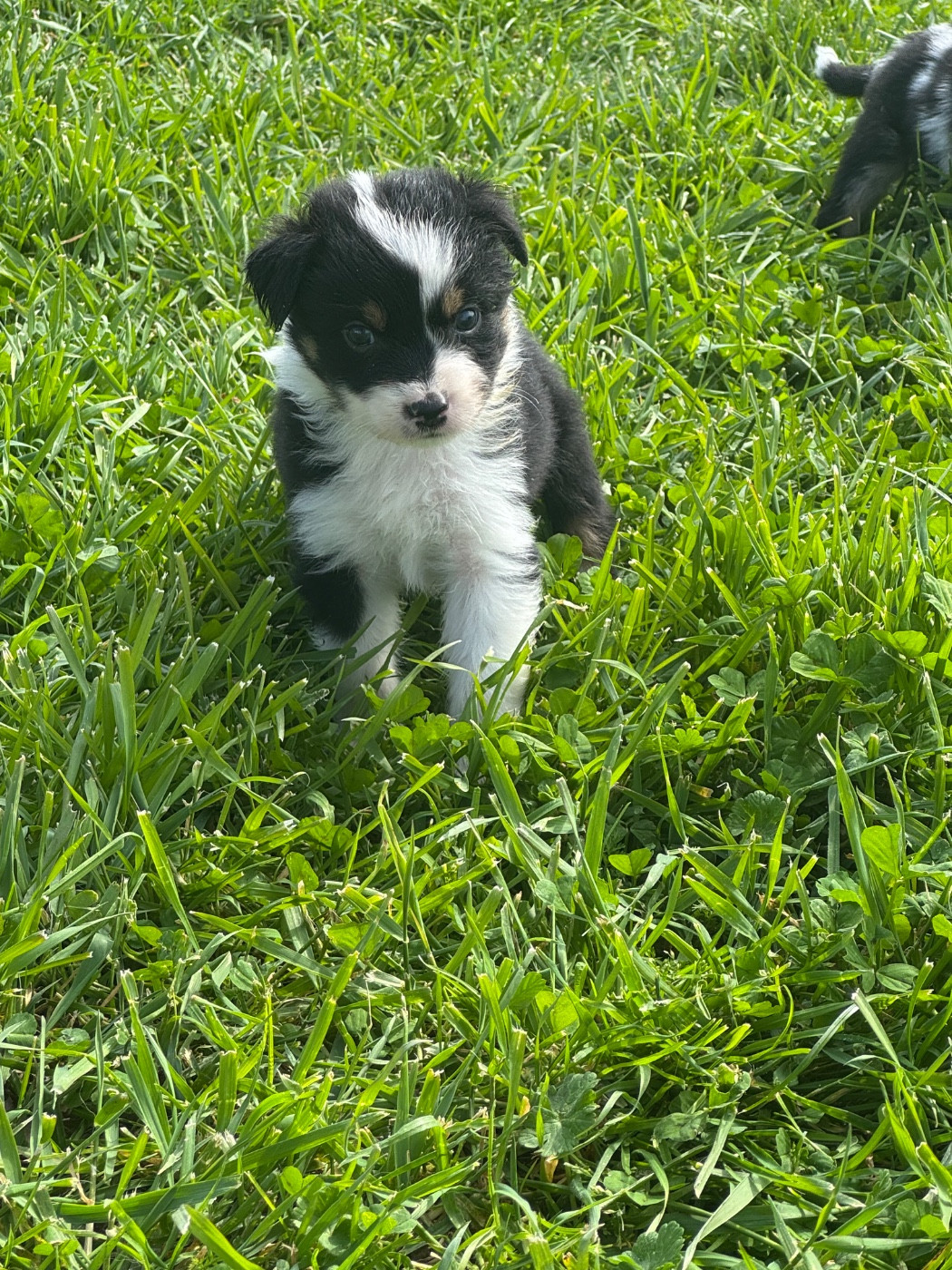 L’Opalyne Des Pierres Précieuses - Chiots disponibles - Berger Australien