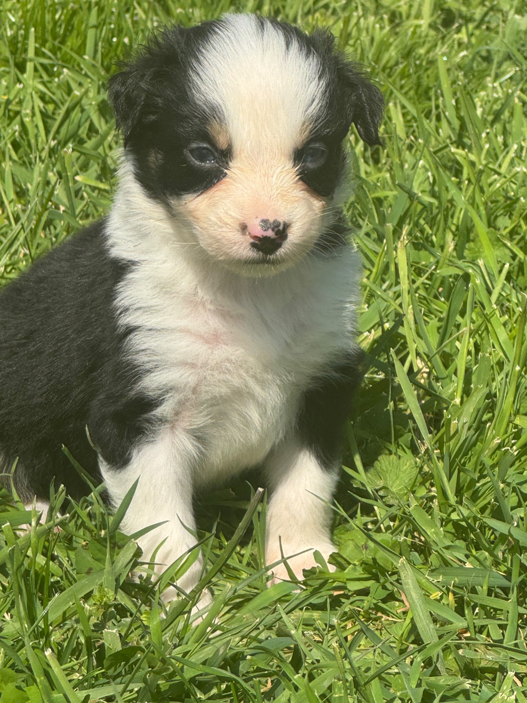 L’Opalyne Des Pierres Précieuses - Chiots disponibles - Berger Australien