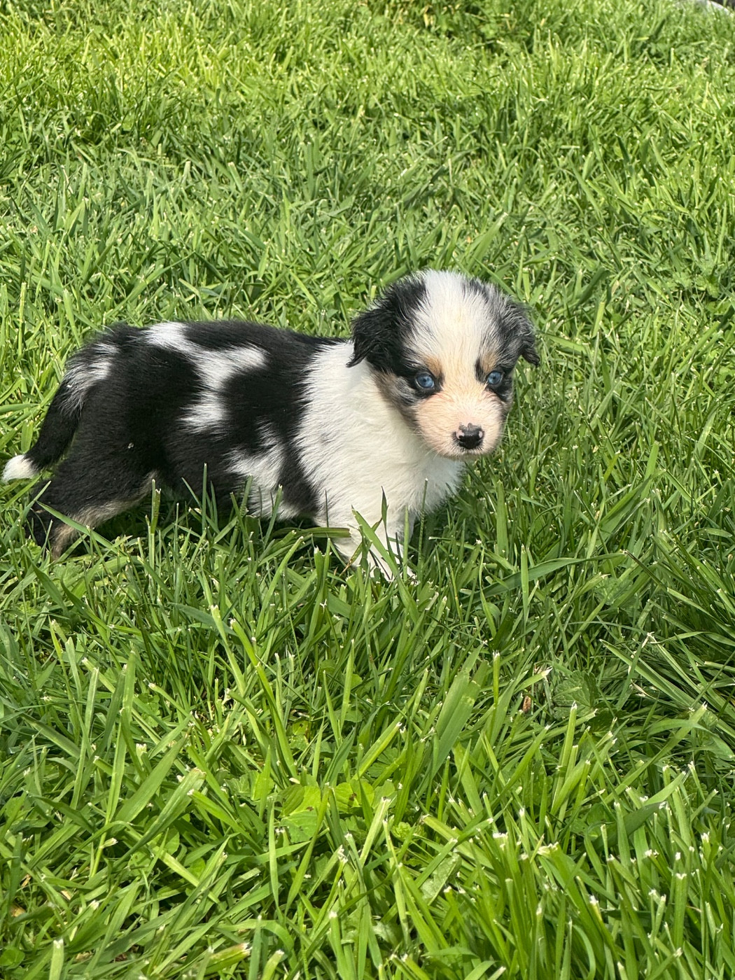 L’Opalyne Des Pierres Précieuses - Chiots disponibles - Berger Australien