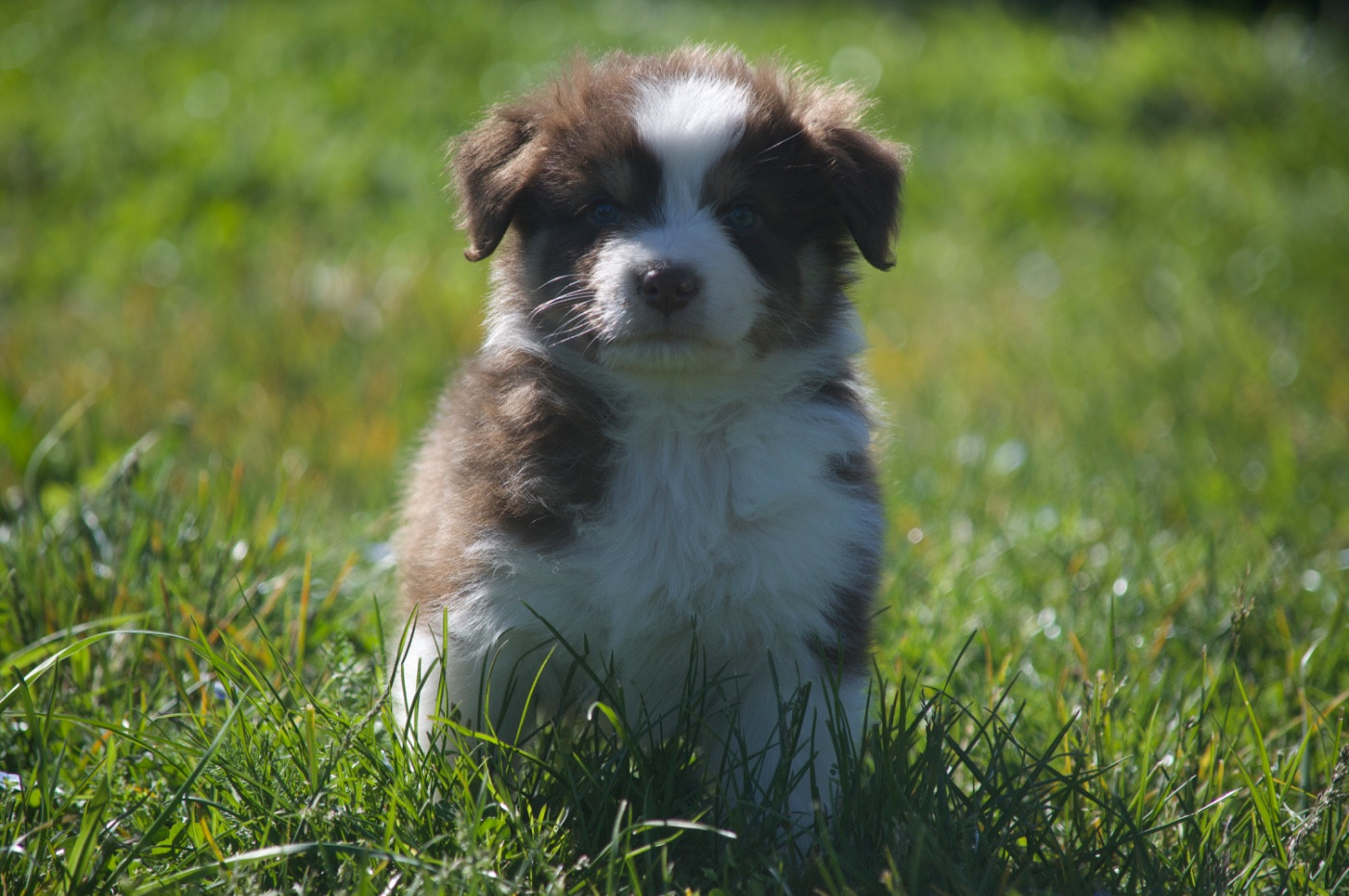 L’Opalyne Des Pierres Précieuses - Chiots disponibles - Berger Australien