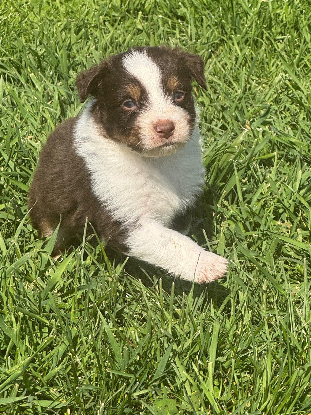 L’Opalyne Des Pierres Précieuses - Chiots disponibles - Berger Australien