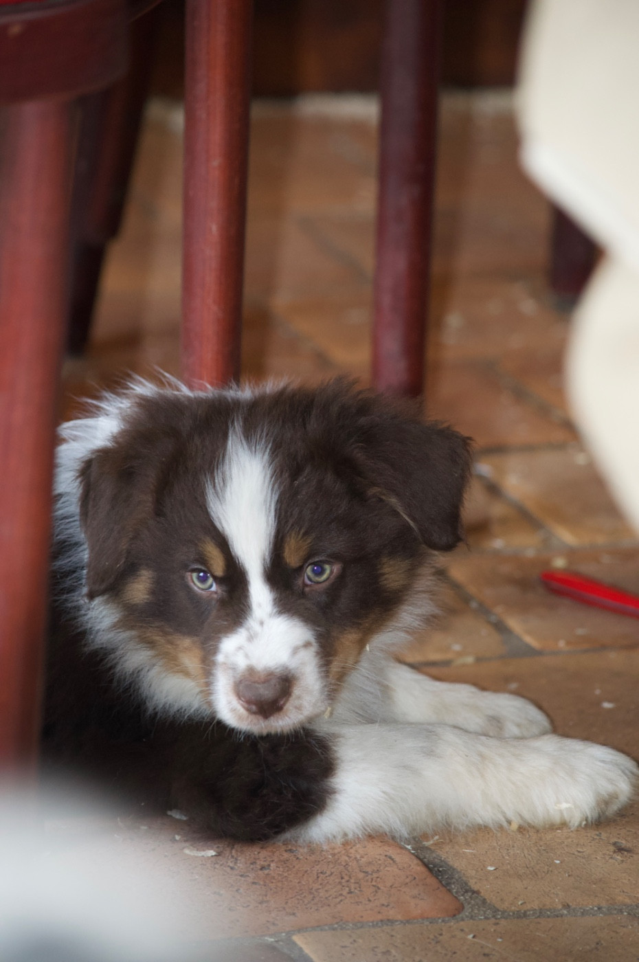 L’Opalyne Des Pierres Précieuses - Chiots disponibles - Berger Australien