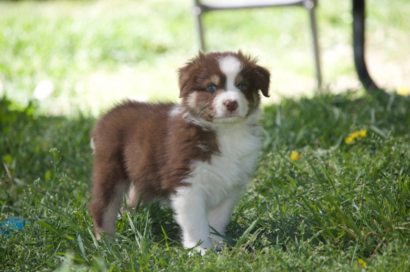 L’Opalyne Des Pierres Précieuses - Chiots disponibles - Berger Australien