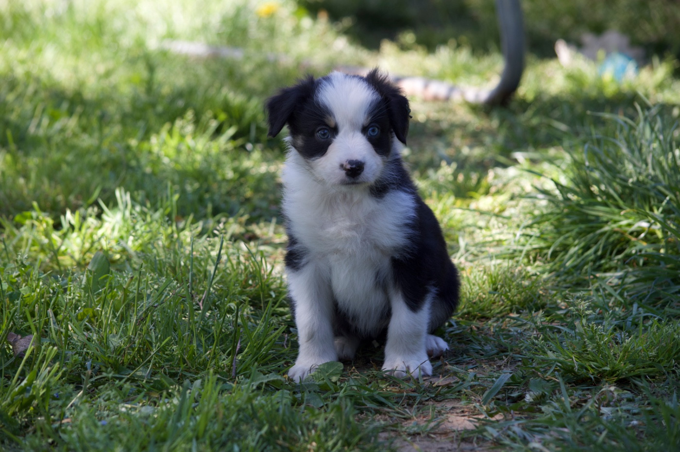 L’Opalyne Des Pierres Précieuses - Chiots disponibles - Berger Australien