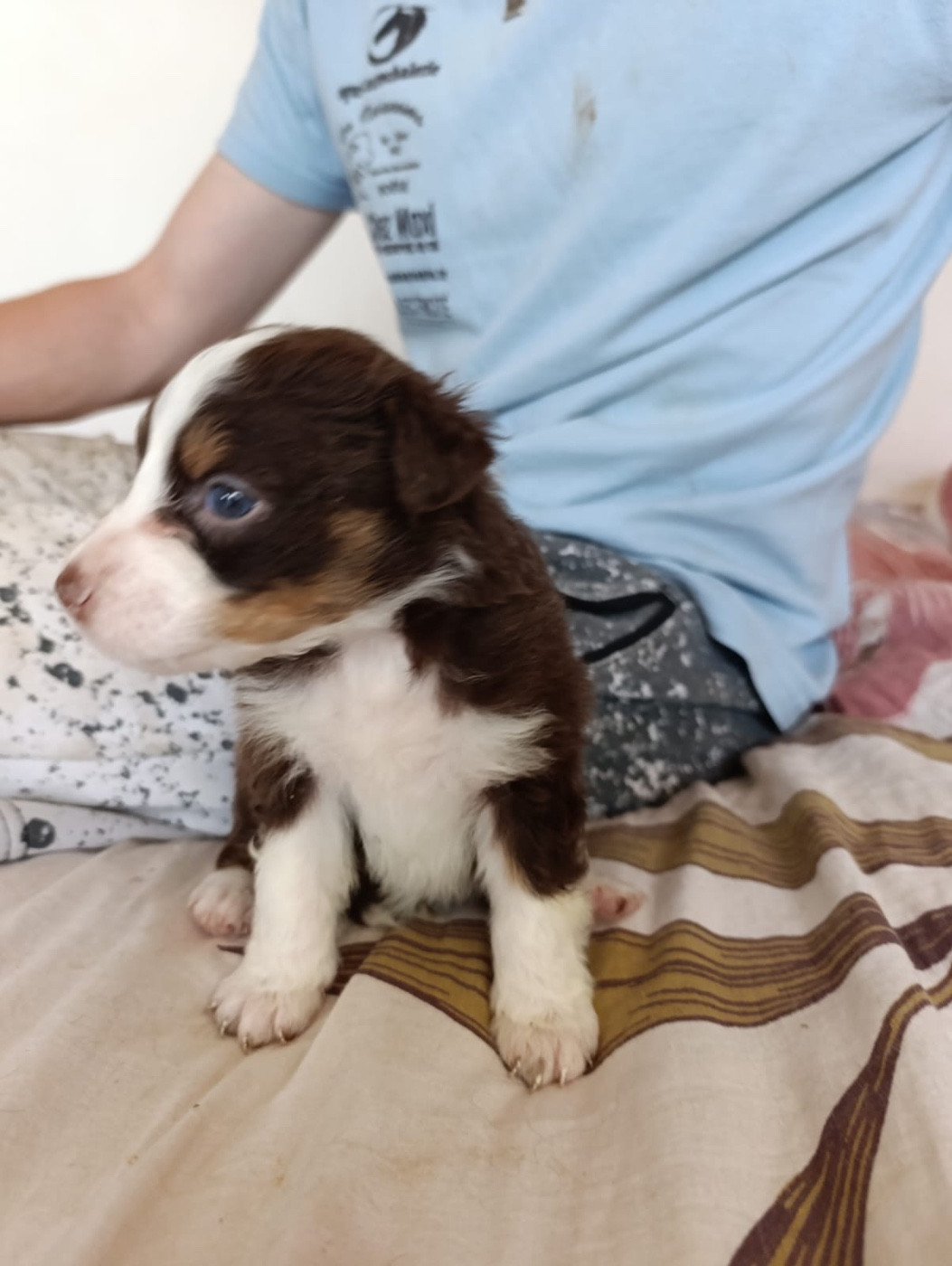 L’Opalyne Des Pierres Précieuses - Chiots disponibles - Berger Australien