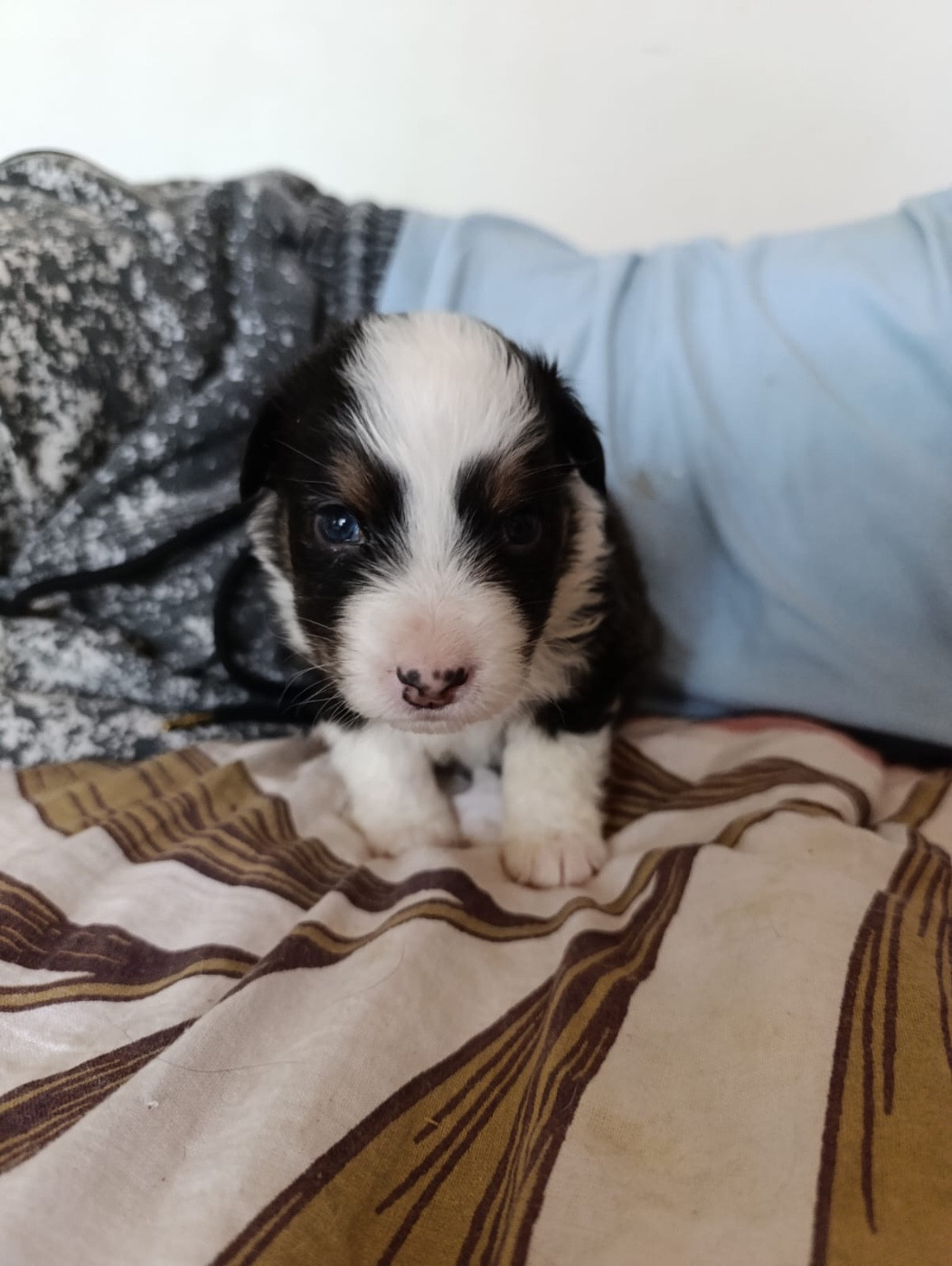 L’Opalyne Des Pierres Précieuses - Chiots disponibles - Berger Australien