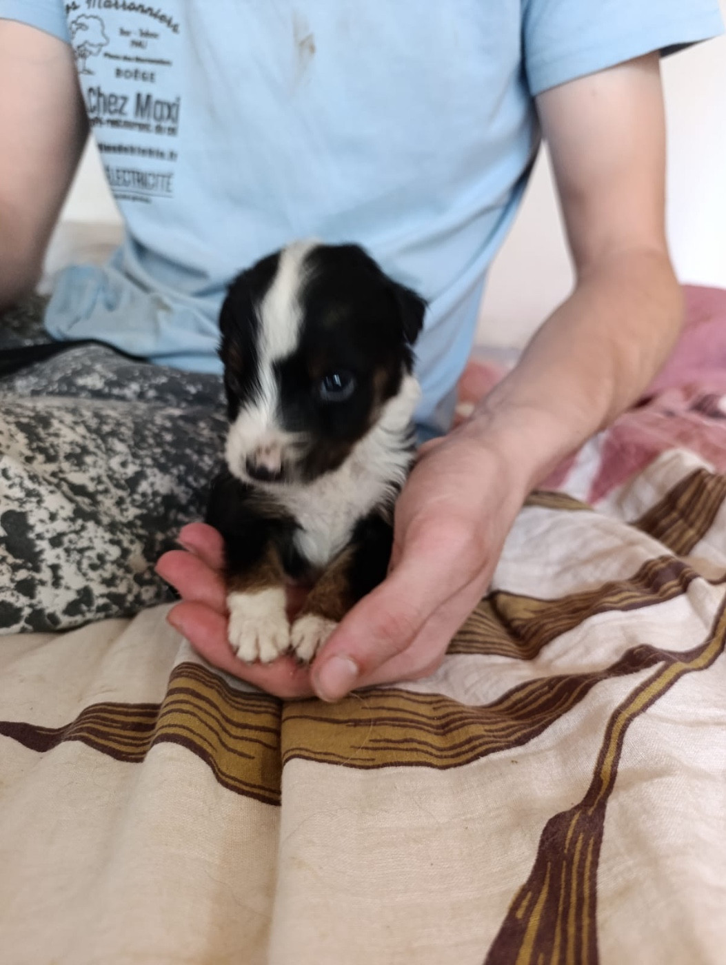 L’Opalyne Des Pierres Précieuses - Chiots disponibles - Berger Australien