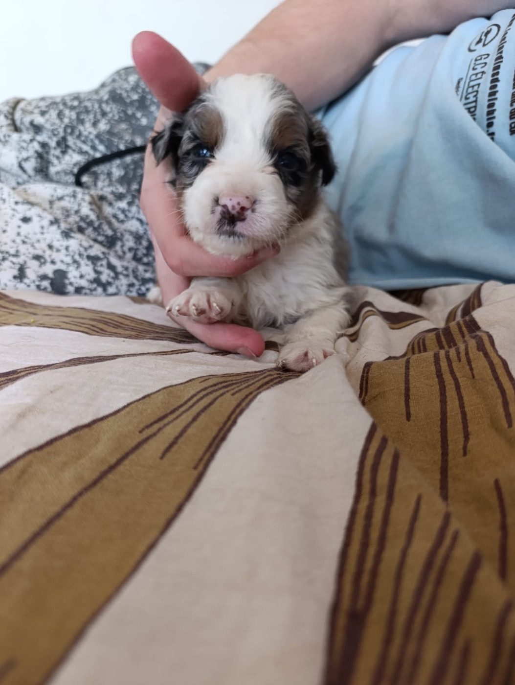 L’Opalyne Des Pierres Précieuses - Chiots disponibles - Berger Australien