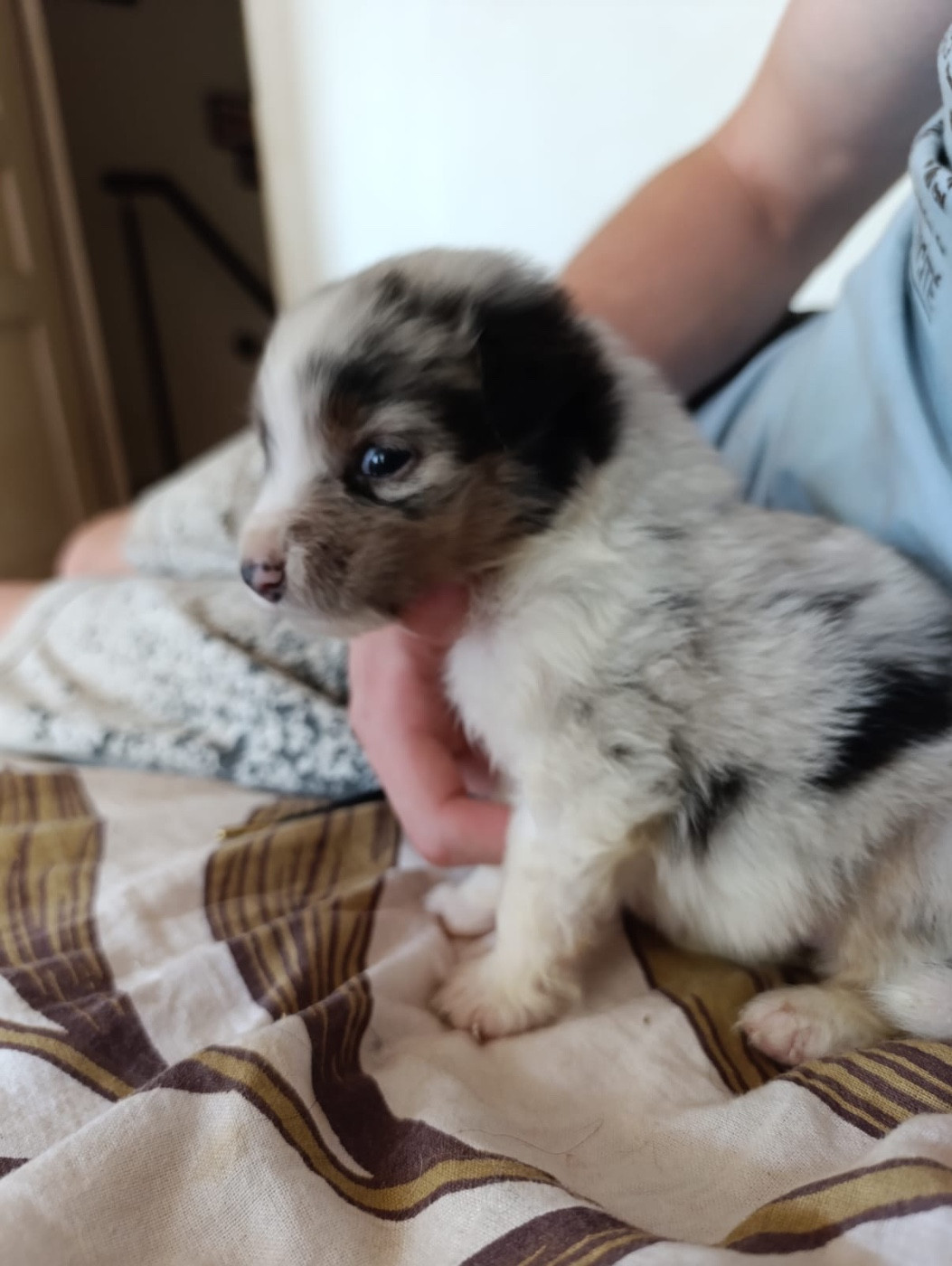 L’Opalyne Des Pierres Précieuses - Chiots disponibles - Berger Australien