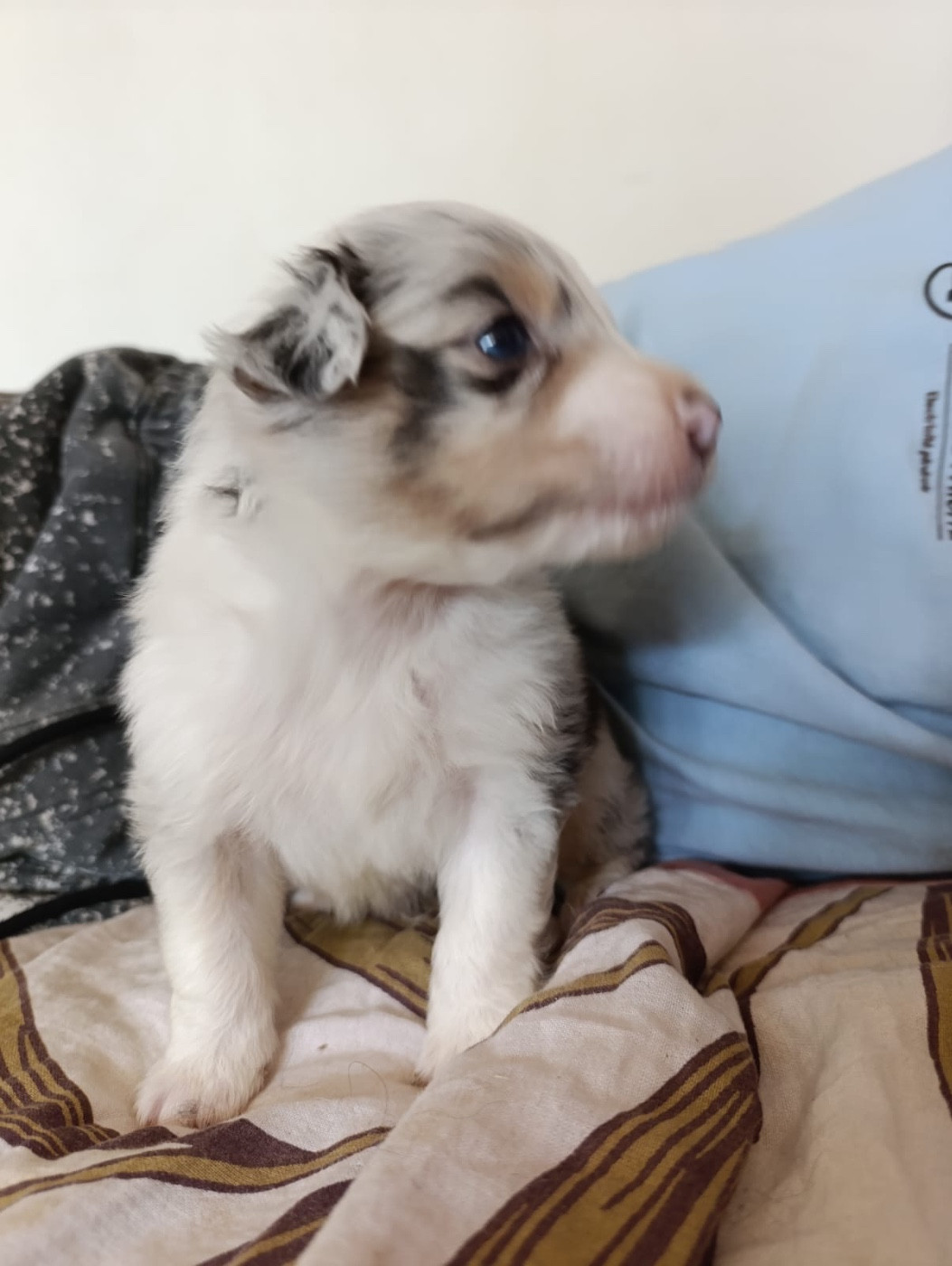 L’Opalyne Des Pierres Précieuses - Chiots disponibles - Berger Australien