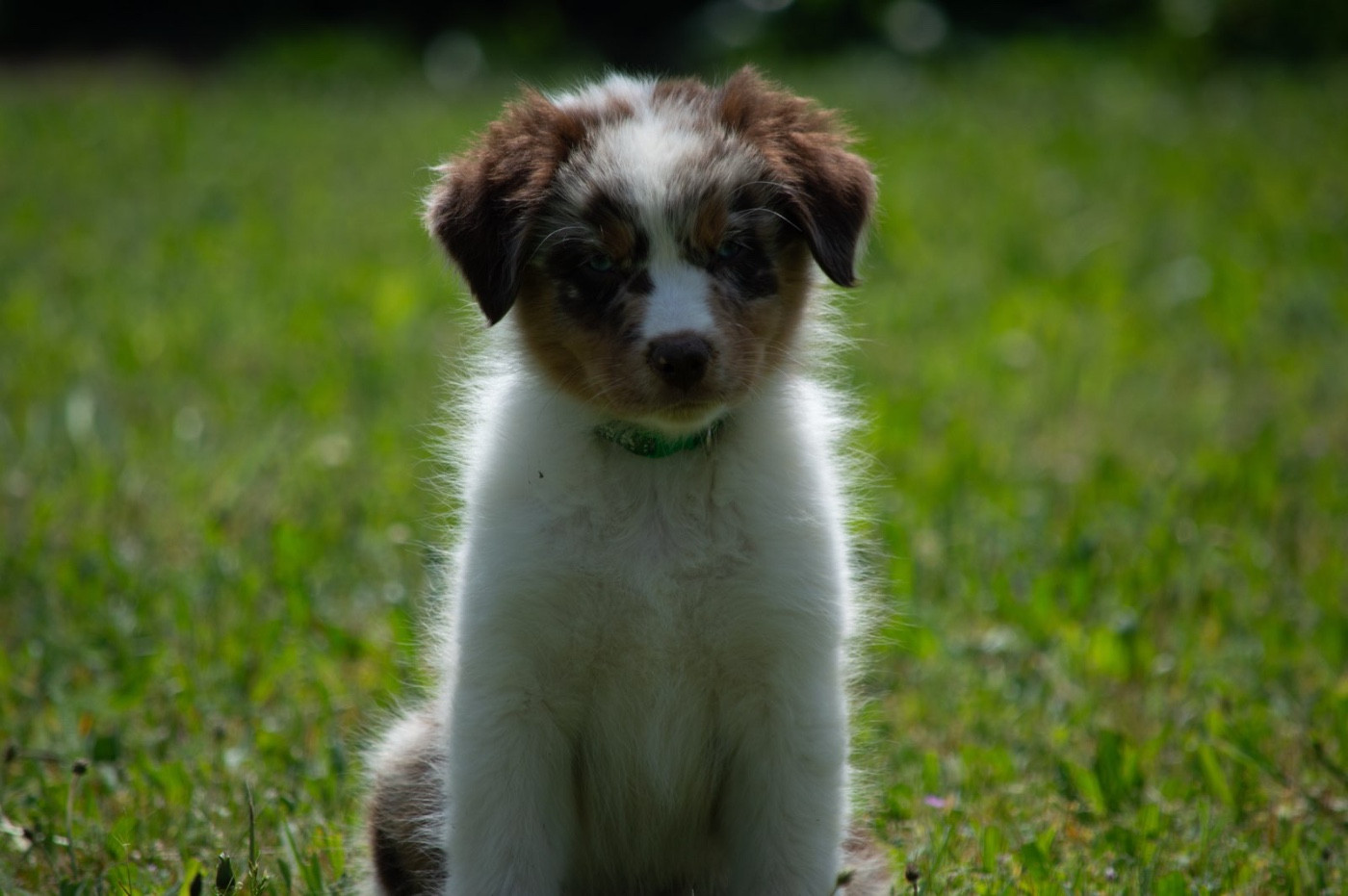L’Opalyne Des Pierres Précieuses - Chiots disponibles - Berger Australien