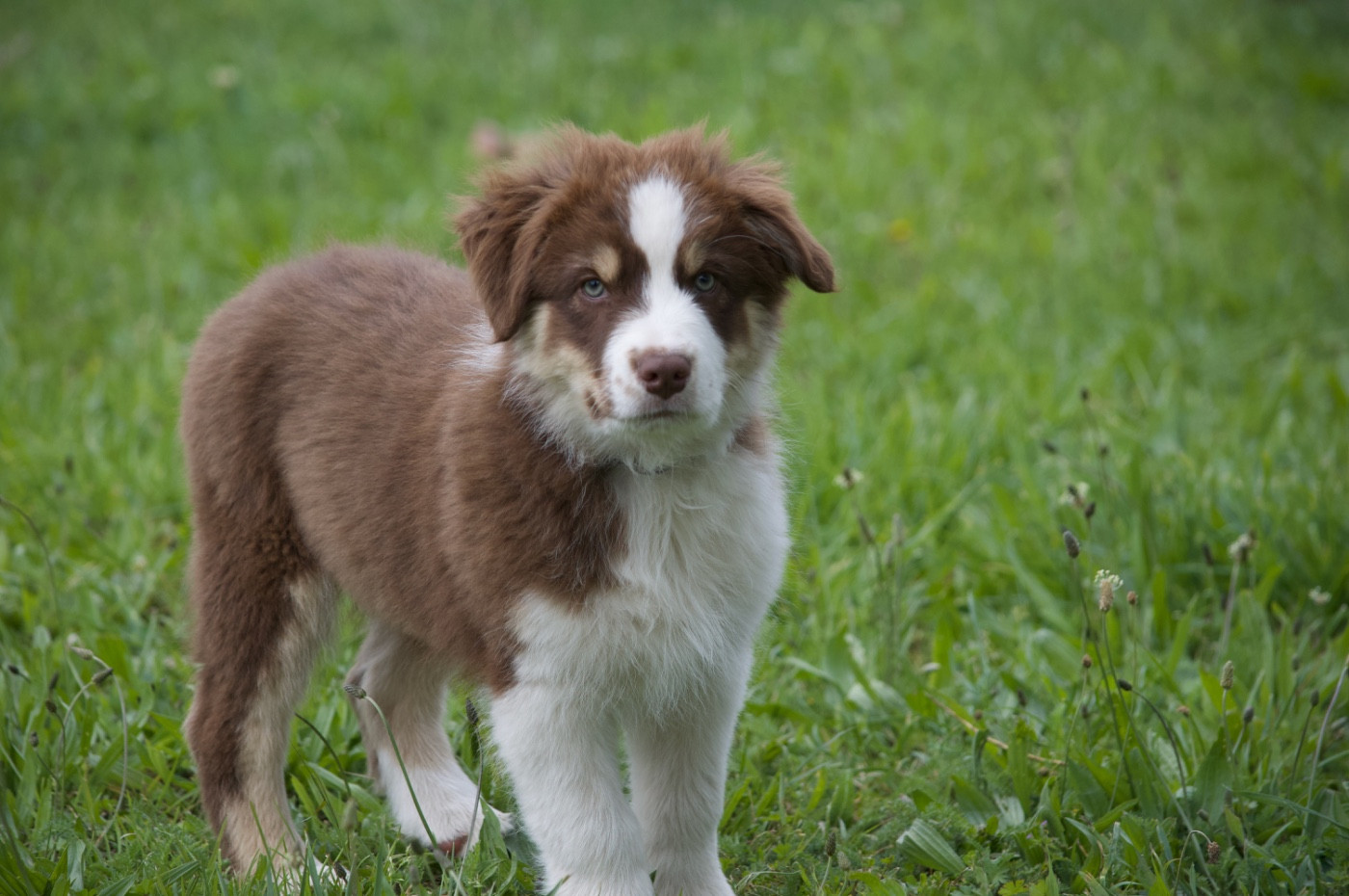 L’Opalyne Des Pierres Précieuses - Chiots disponibles - Berger Australien