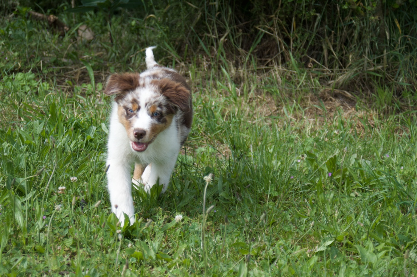 L’Opalyne Des Pierres Précieuses - Chiots disponibles - Berger Australien