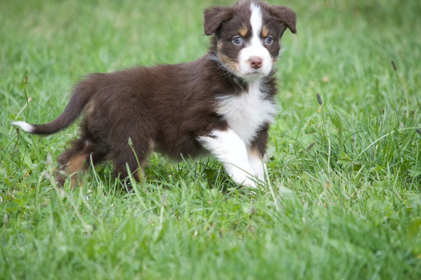 L’Opalyne Des Pierres Précieuses - Chiots disponibles - Berger Australien