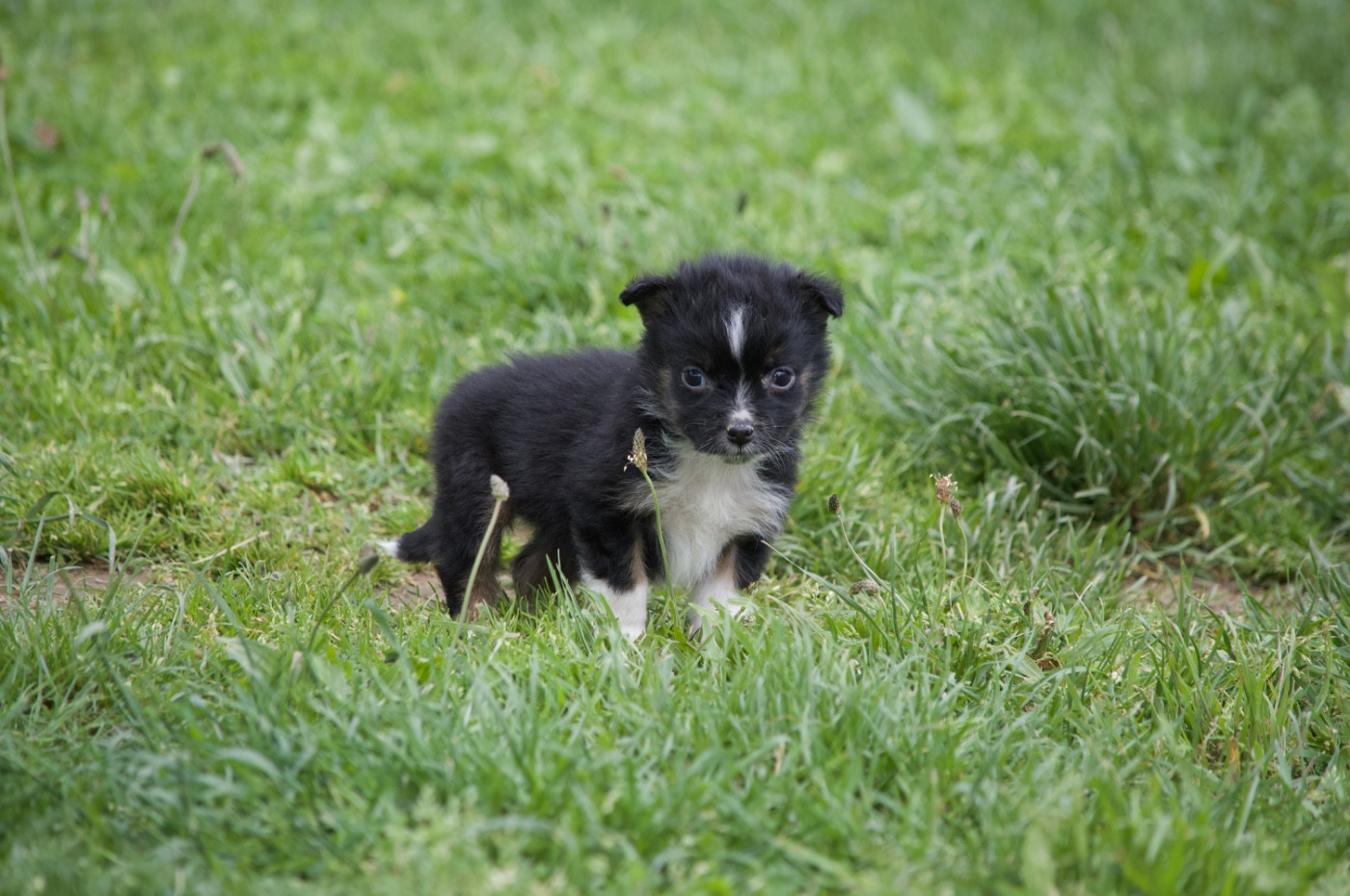 L’Opalyne Des Pierres Précieuses - Chiots disponibles - Berger Australien