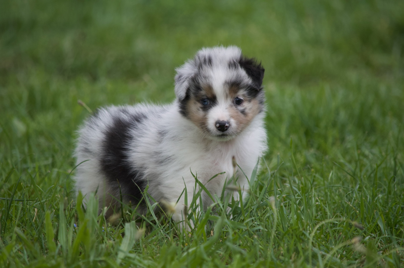 L’Opalyne Des Pierres Précieuses - Chiots disponibles - Berger Australien