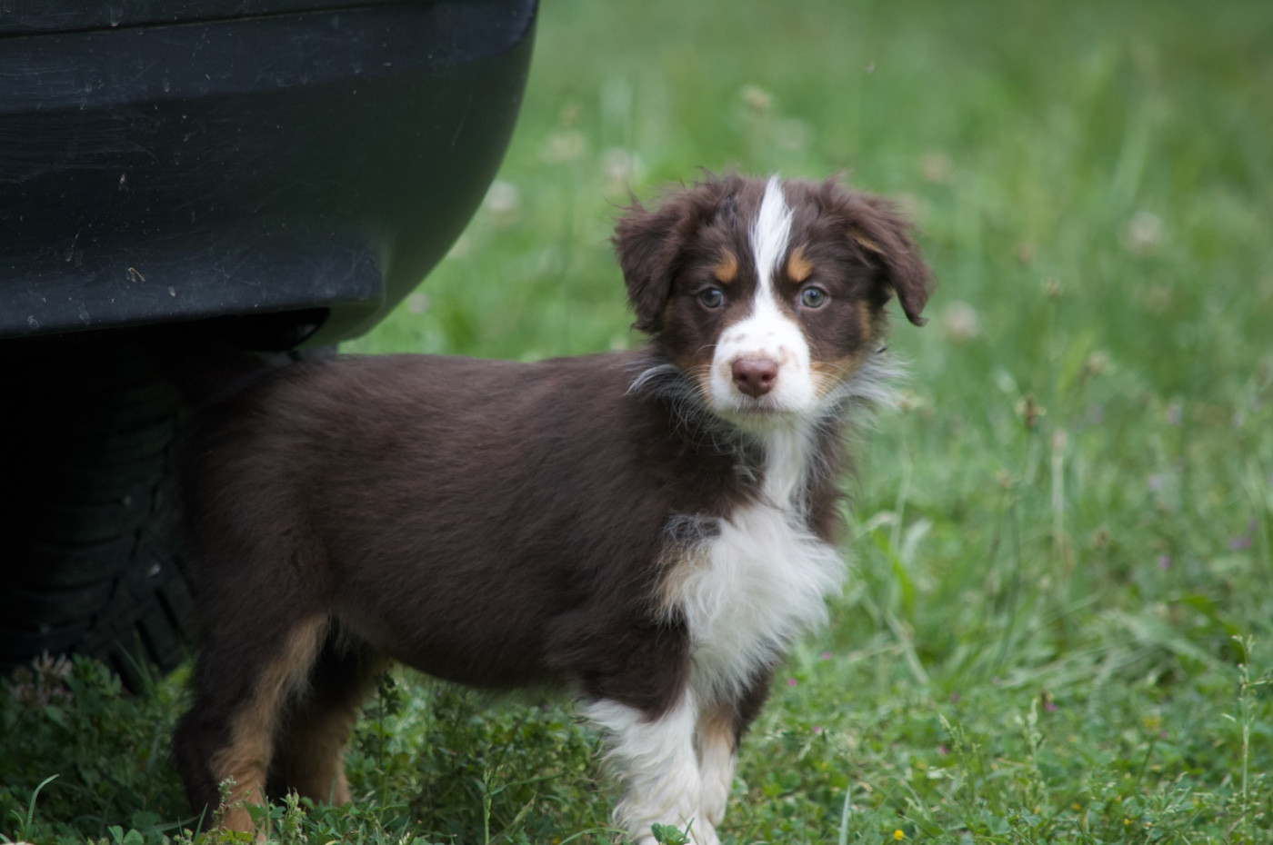 L’Opalyne Des Pierres Précieuses - Chiots disponibles - Berger Australien